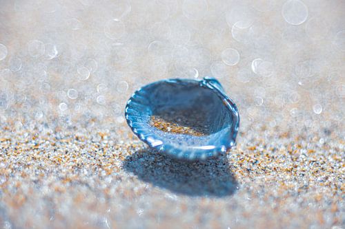 Blauwe Schelp