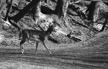 Ow Deer by Foto Studio Labie
