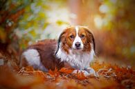 Kooikerhondje van Iman Kromjong thumbnail