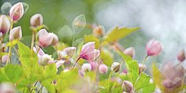 das ist wirklich fruhling von Hanneke Luit