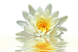 Flowering lotus flower in water by Eye on You