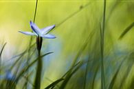 Blume von Ingmar de Vegte Miniaturansicht