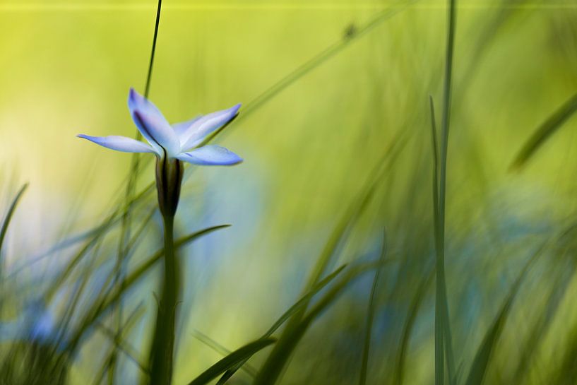 Blume von Ingmar de Vegte