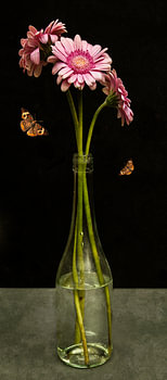 Nature morte au gerbera royal