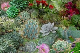 Succulent Collection by christine b-b müller