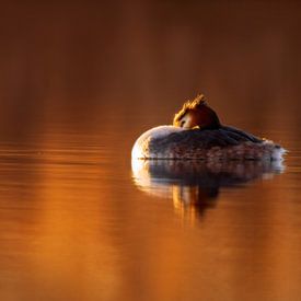 un grèbe huppé nage le matin au lever du soleil rouge sur un lac scintillant sur Mario Plechaty Photography
