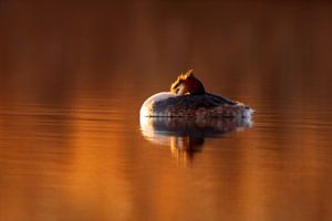 ein Haubentaucher schwimmt am Morgen bei rotem Sonnenaufgang auf einem schimmernden See von Mario Plechaty Photography