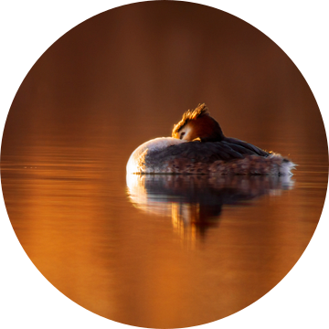 een fuut zwemt op een glinsterend meer in de ochtend bij rode zonsopgang