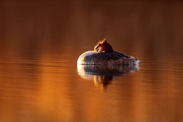 a great crested grebe swims on a shimmering lake in the morning at red sunrise by Mario Plechaty Photography