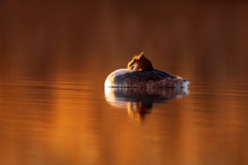 ein Haubentaucher schwimmt am Morgen bei rotem Sonnenaufgang auf einem schimmernden See von Mario Plechaty Photography