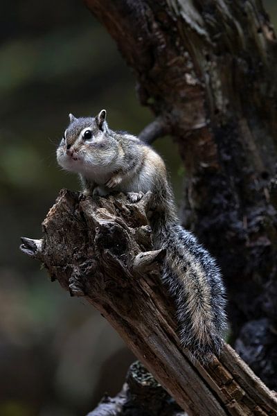 Photographie de la nature par Marieke Deinum