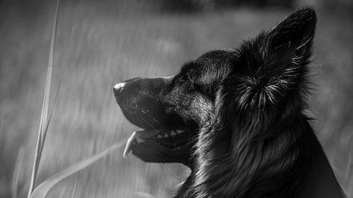 Rex versteckt sich im Schilf