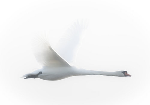 White swan
