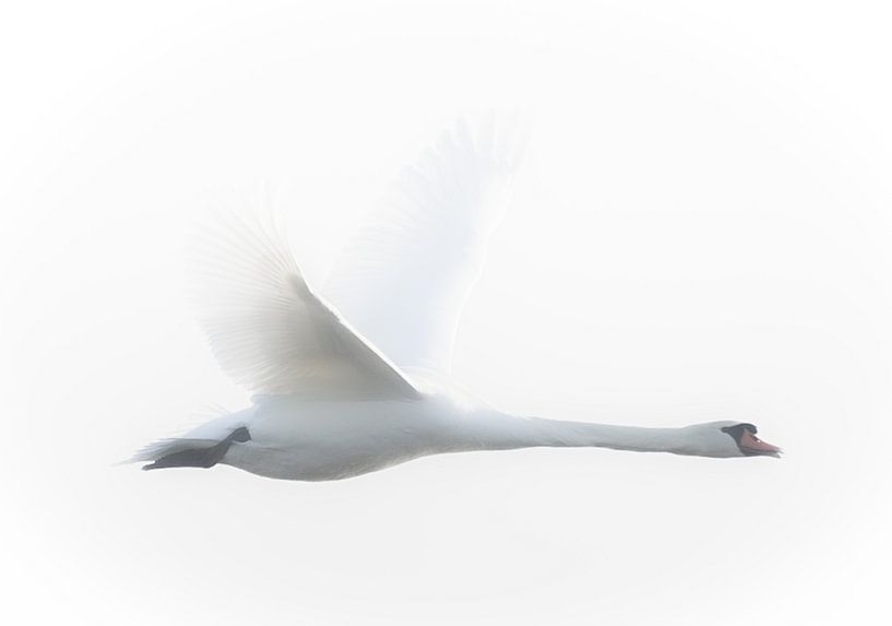Weißer Schwan von E. Hoekstra