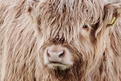 Portrait Scottish Highlander
