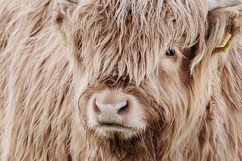 Portret Schotse Hooglander