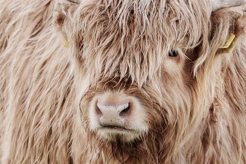 Portret Schotse Hooglander