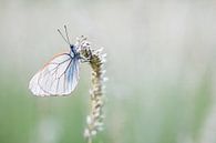 groot geaderd witje van Esther Ehren thumbnail