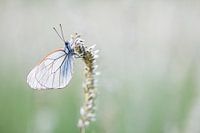 groot geaderd witje