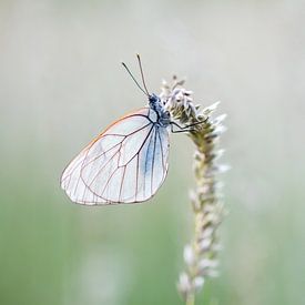 Large veined white butterfly by Esther Ehren
