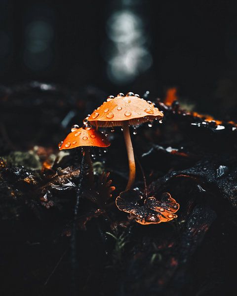 Makro von Pilzen von fernlichtsicht