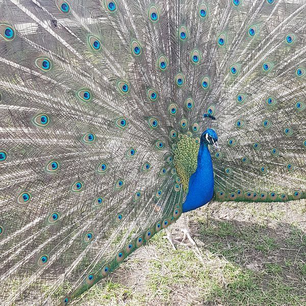 Stolz wie ein Pfau  von Ellen Kemper
