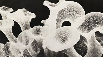 Abstracte bloemen van Franka Poulain
