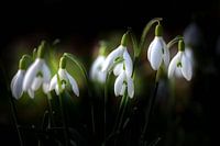 Sneeuwklokjes in bloei in het voorjaar
