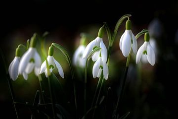 Sneeuwklokjes in bloei in het voorjaar van Robin Verhoef