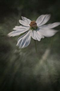 Weiße Cosmea mit dunklem Hintergrund.