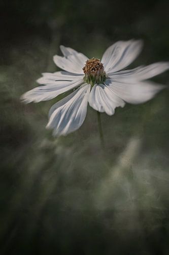 White Cosmea with a dark background.
