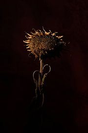 sunflower by Ton Dopping