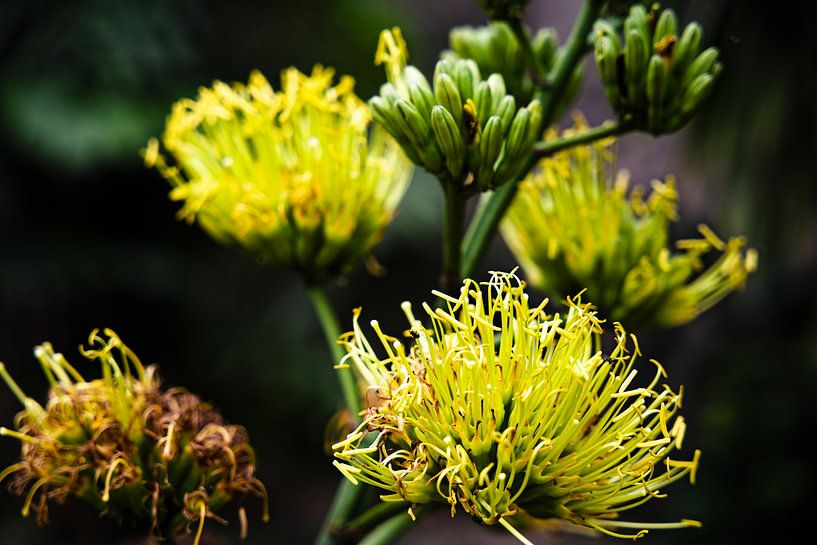 Strahlende exotische gelbe Blumen im Herzen der Natur von Bogor von Frank Photos