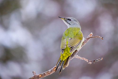 The Grey-headed Woodpecker or Greylag Woodpecker (Picus canus)