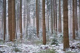Des pins bas enneigés entre les grands douglas