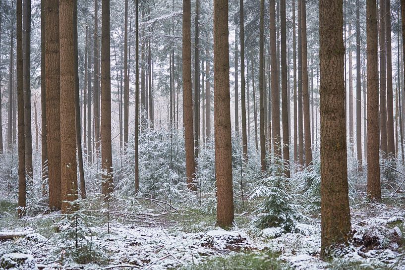 Verschneite niedrige Kiefern zwischen den hohen Douglasien von Cor de Hamer