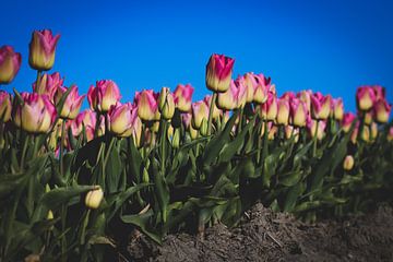 Groningse Roze Tulpen van Brigitte Blaauw