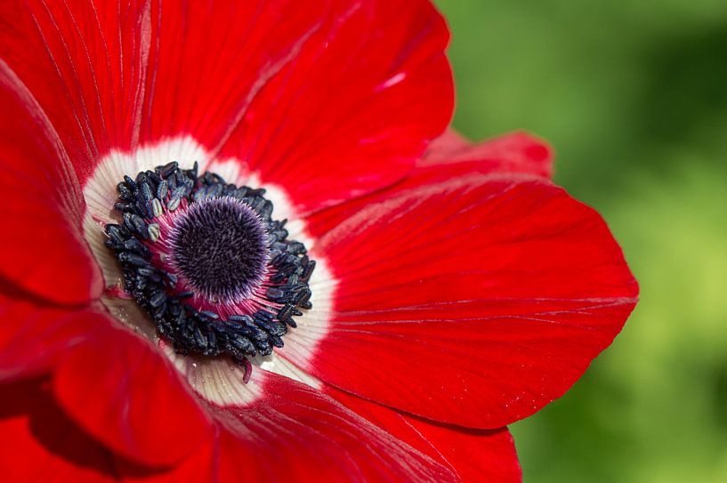 Vandaag is Rood ... Anemoon by Yvonne van der Meij