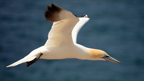 Freedom Above the Waves – Gannets in Flight