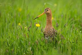 Grutto sticks its head out of the grassland by Jeroen Stel