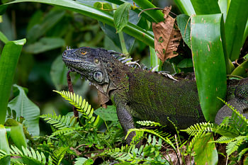 Leguan Costa Rica