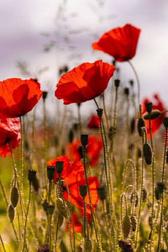 Mohnblumenfeld