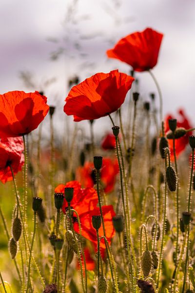 papaver van Kurt Krause