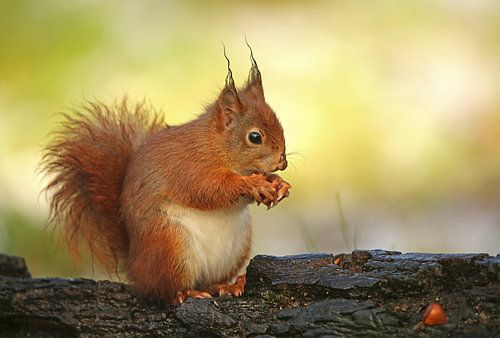 Rode Eekhoorn zittend op een boomstam