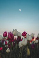 Lune sur un champ de tulipes