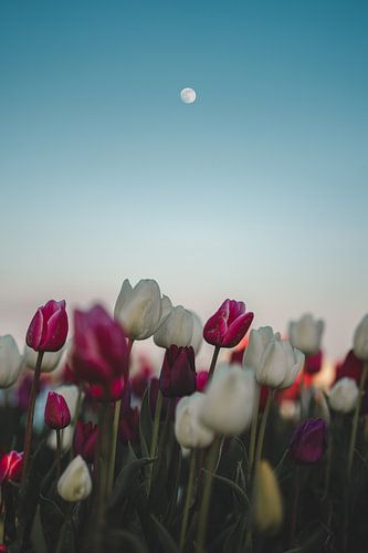 Mond über Tulpenfeld