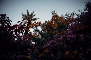 1001 fleurs et un palmier