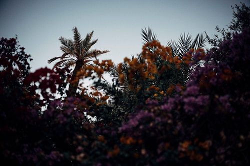 1001 Blumen und eine Palme