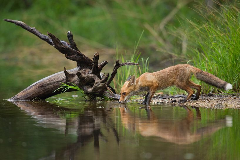 Red Fox, Milan Zygmunt von 1x