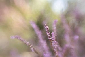 La bruyère en fleurs